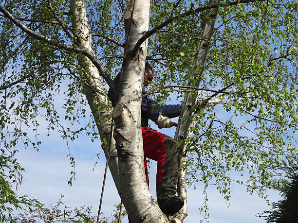 Professional Tree Services in Lake Lorelei, OH