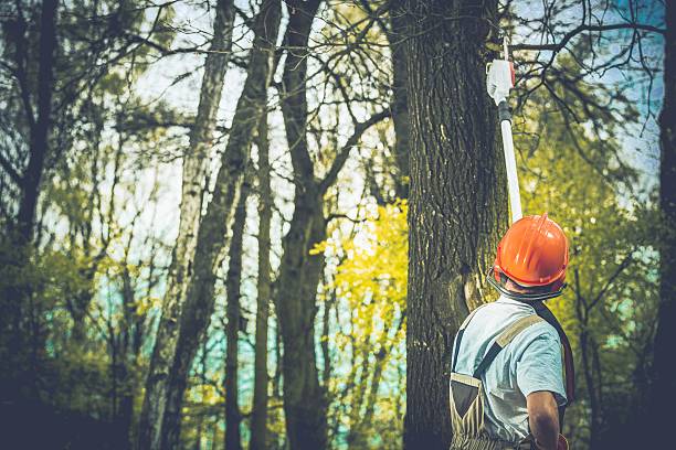 Best Tree Trimming and Pruning  in Lake Lorelei, OH